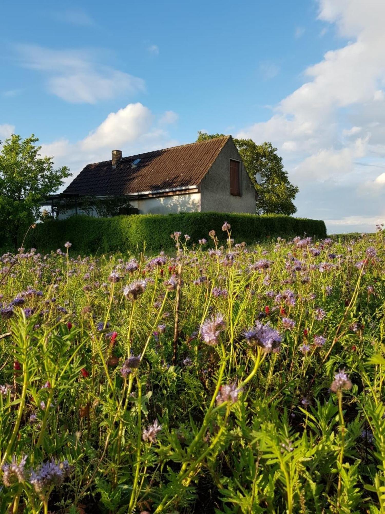 Ferienhaus Gransee Unmittelbar Am Stechlinsee - Radweg 외부 사진